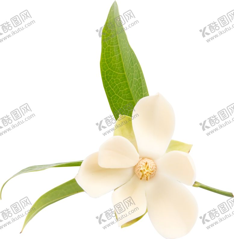 编号：90456805151413096768【酷图网】源文件下载-丁香花