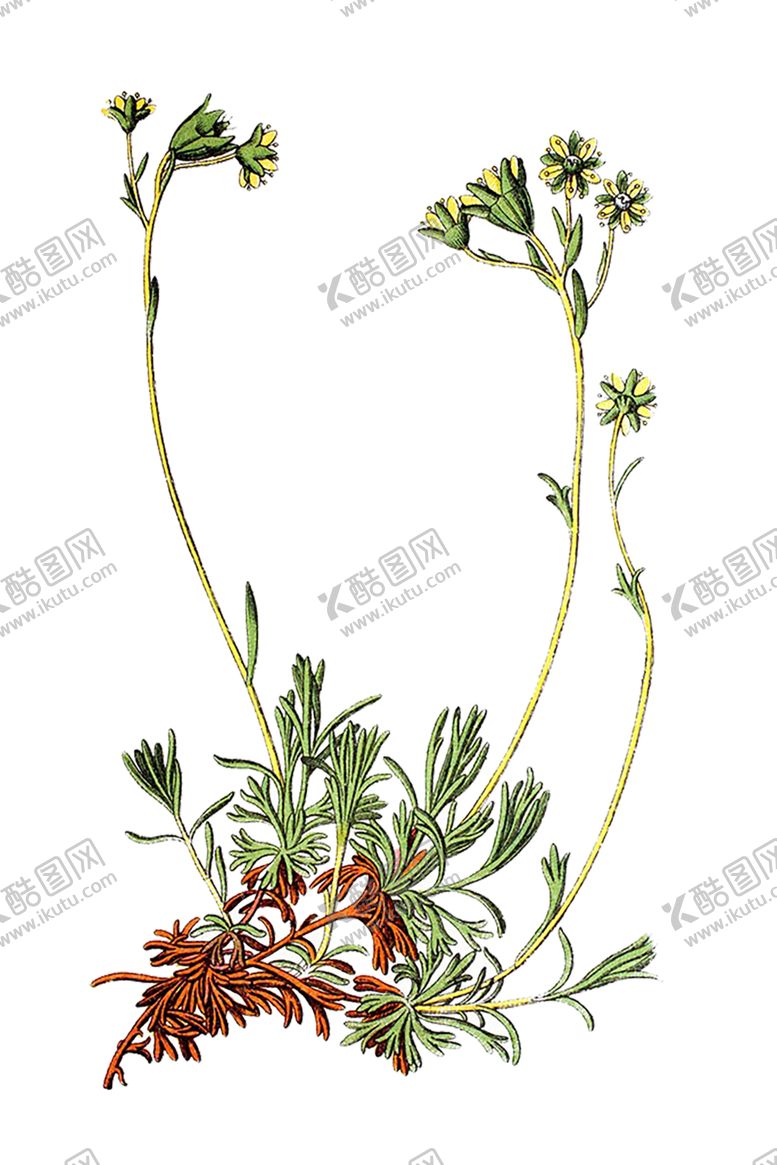 编号：32955009131357184151【酷图网】源文件下载-绿色装饰