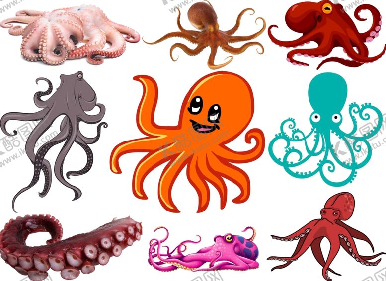 编号：17719309162059341497【酷图网】源文件下载-章鱼png免扣高清素材