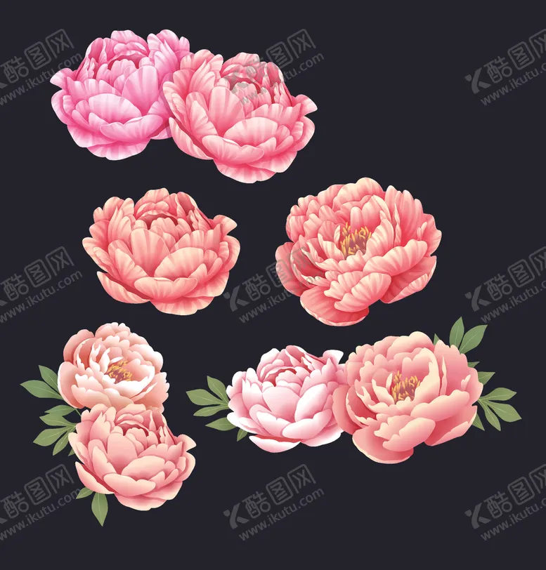 编号：34961204161955567342【酷图网】源文件下载-牡丹花