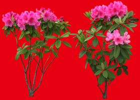 分层花