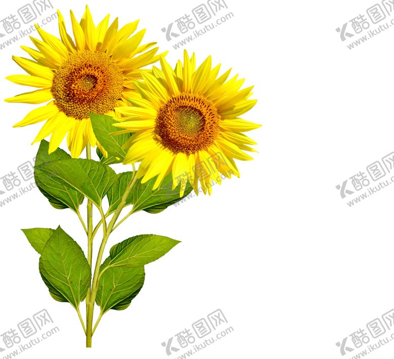 编号：52261009101953134286【酷图网】源文件下载-向日葵