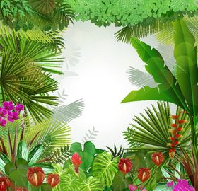 植物
