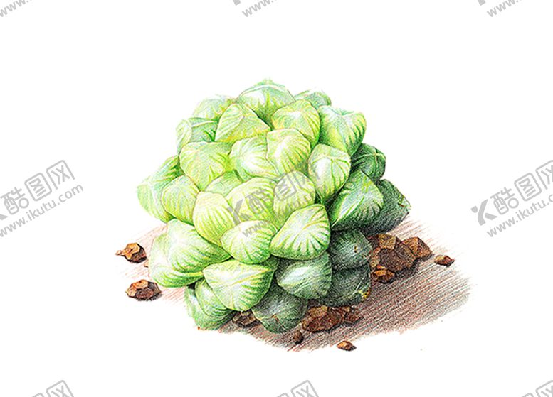 编号：96561010181856468455【酷图网】源文件下载-绿色相框