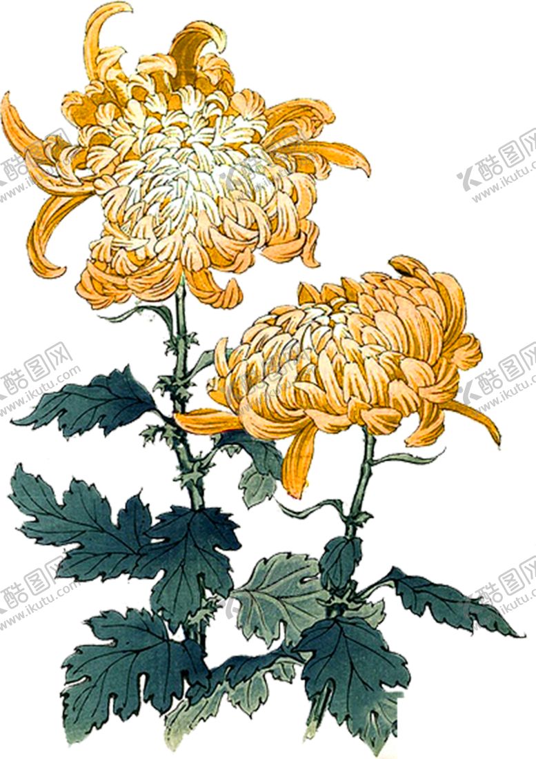 编号：70747509200314475621【酷图网】源文件下载-菊花装饰