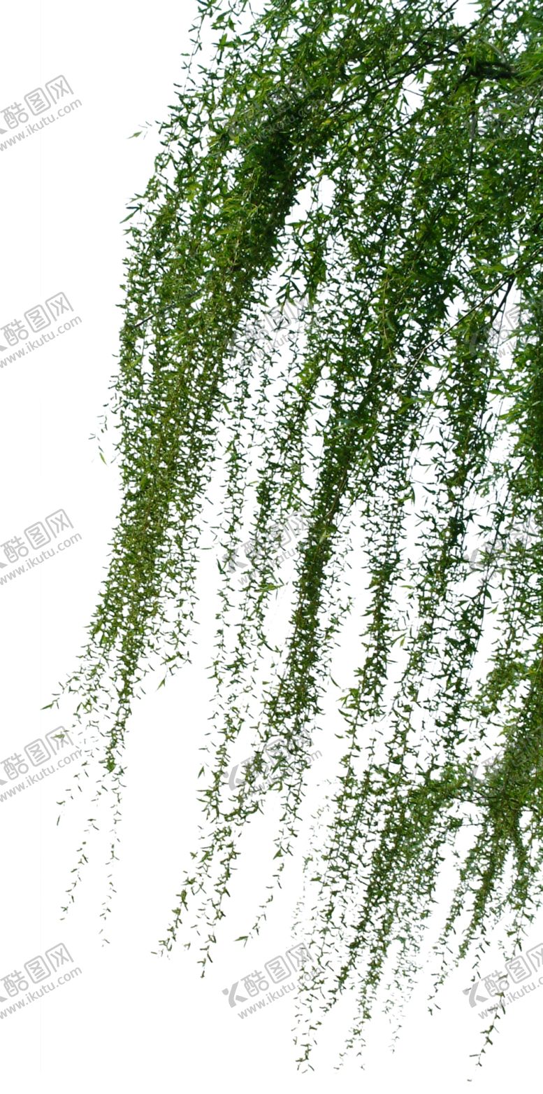 编号：79938509172331494300【酷图网】源文件下载-柳树枝