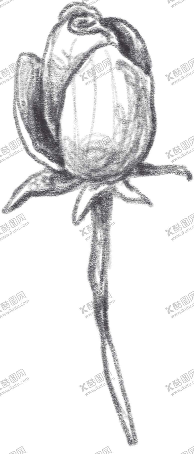 编号：97957210051204071146【酷图网】源文件下载-玫瑰花素描绘画