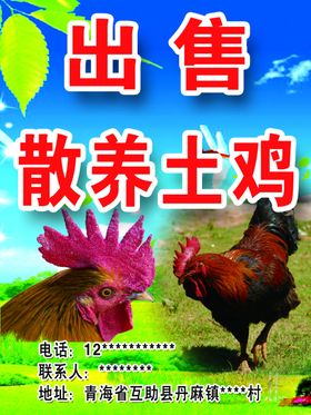 出售散养土鸡