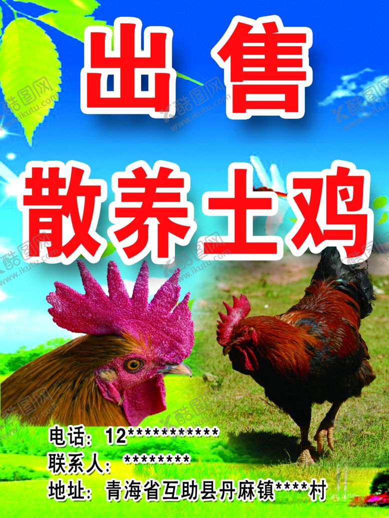 编号：96410106171941545962【酷图网】源文件下载-出售散养土鸡