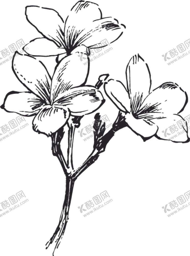 编号：32441810190722125447【酷图网】源文件下载-素描鲜花