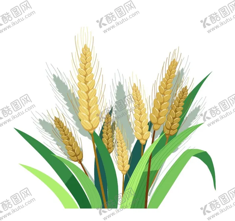 编号：42836709252013369165【酷图网】源文件下载-小满手绘水稻谷物