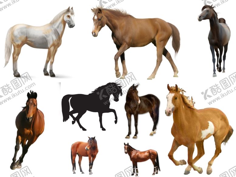 编号：96734110020212328065【酷图网】源文件下载-马png免扣高清素材