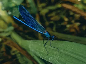 蜻蜓昆虫生物世界摄影