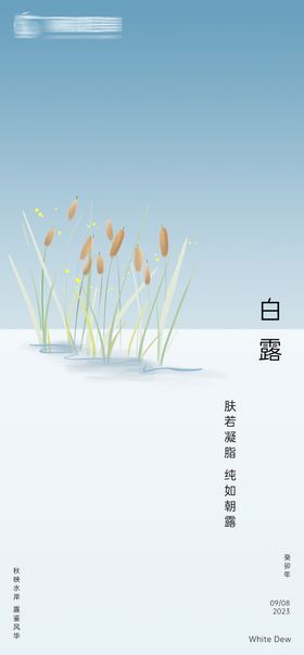 白露节气海报芦苇简约二十四插画