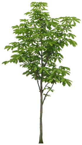 免扣植物树木素材图片
