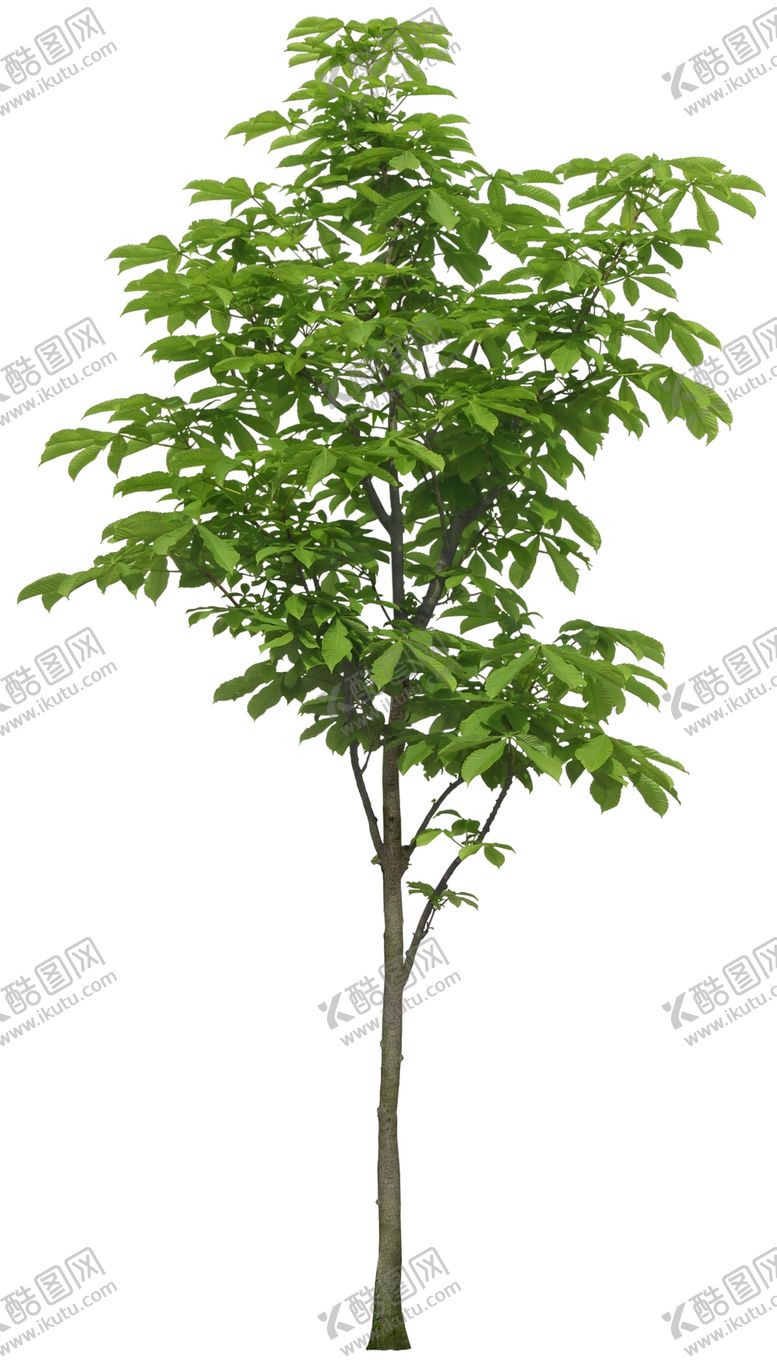 编号：43769406181608593942【酷图网】源文件下载-免扣植物树木素材图片