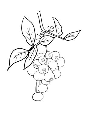 蓝莓