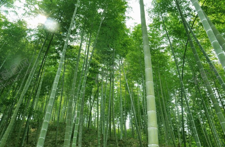 编号：55622810031618069808【酷图网】源文件下载-竹子