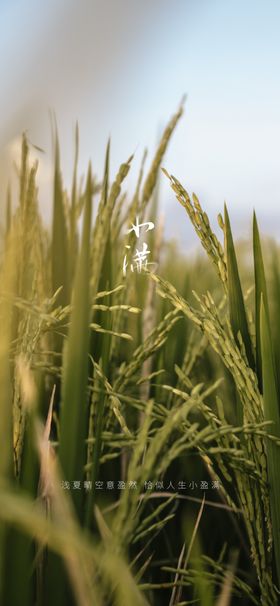 小满麦子农业高档地产节日