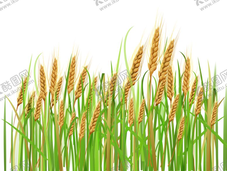 编号：86080209250103002989【酷图网】源文件下载-透明小麦png素材