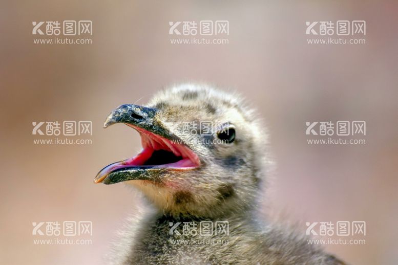 编号：42791712211534127774【酷图网】源文件下载-海鸥