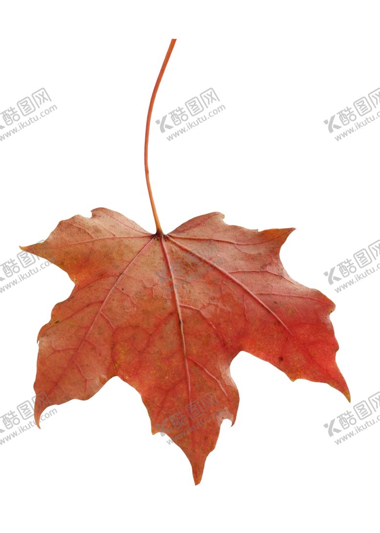 编号：49540409221515294636【酷图网】源文件下载-枫叶