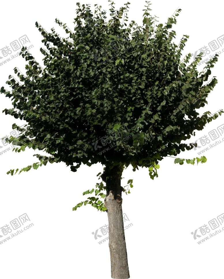 编号：89473509220108129637【酷图网】源文件下载-免扣树木素材