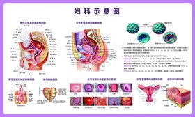 妇科解剖挂图