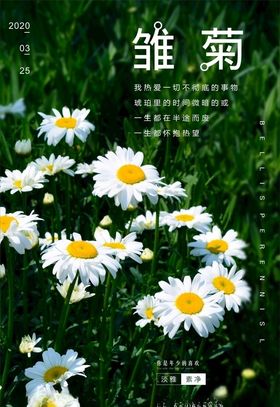 雏菊海报