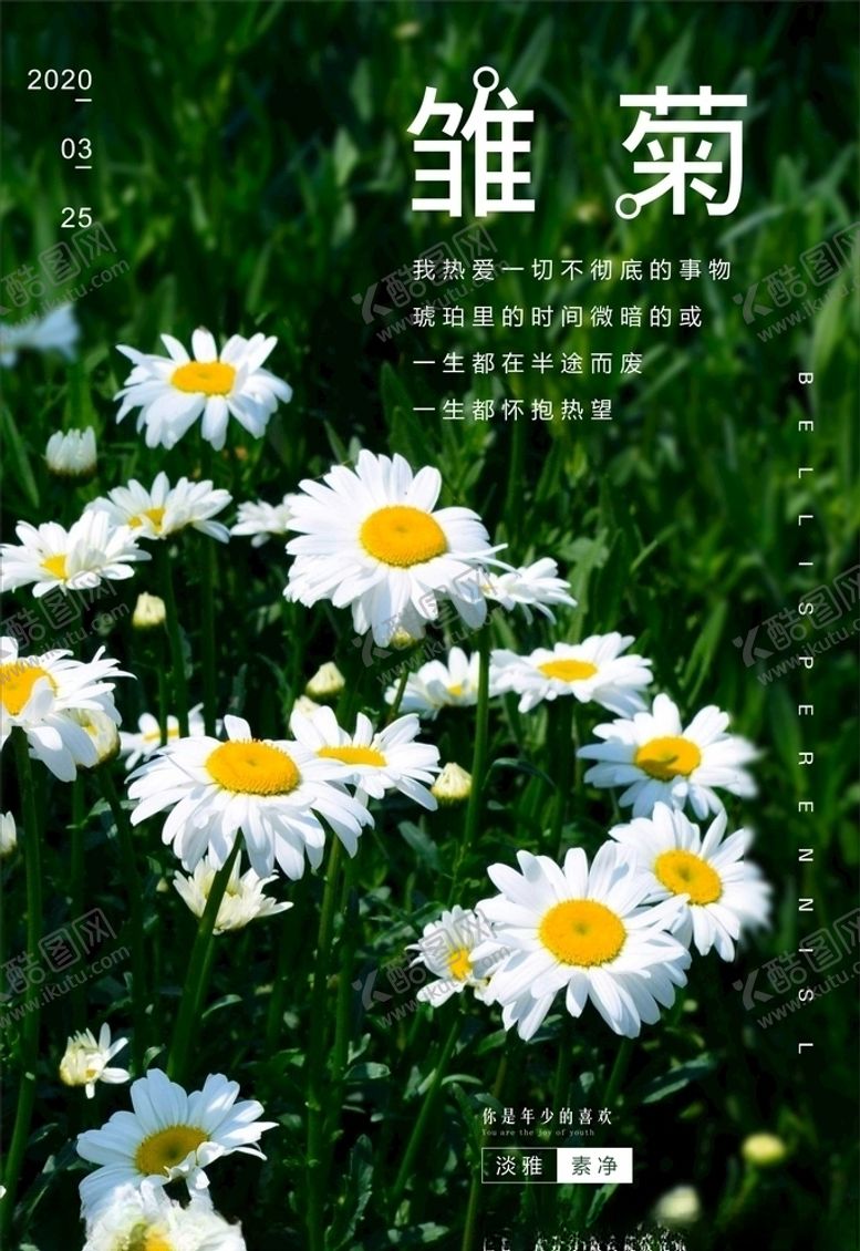 编号：26124009160206285575【酷图网】源文件下载-雏菊海报