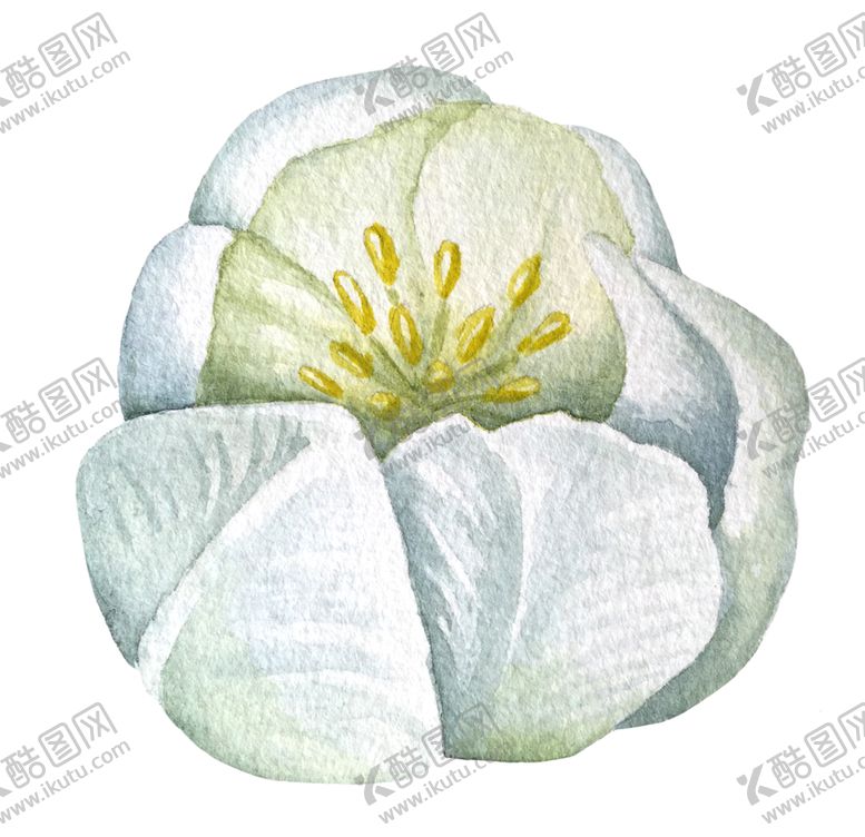 编号：45203305131002426481【酷图网】源文件下载-水彩植物