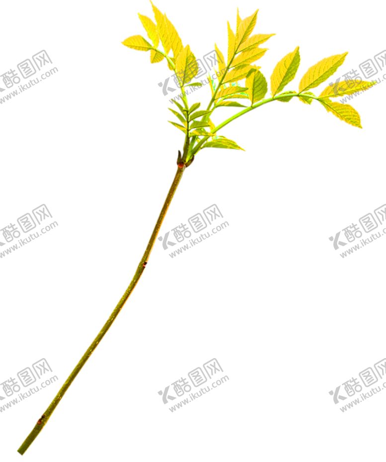 编号：11893306280640072450【酷图网】源文件下载-花素材
