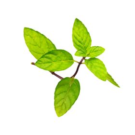 薄荷植物元素