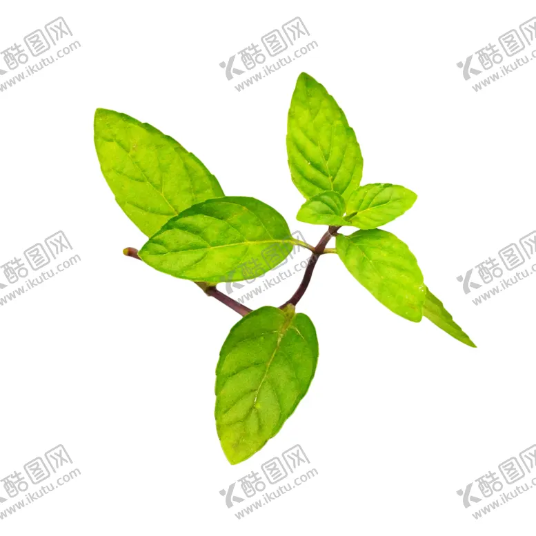编号：45442405010139362598【酷图网】源文件下载-薄荷植物元素