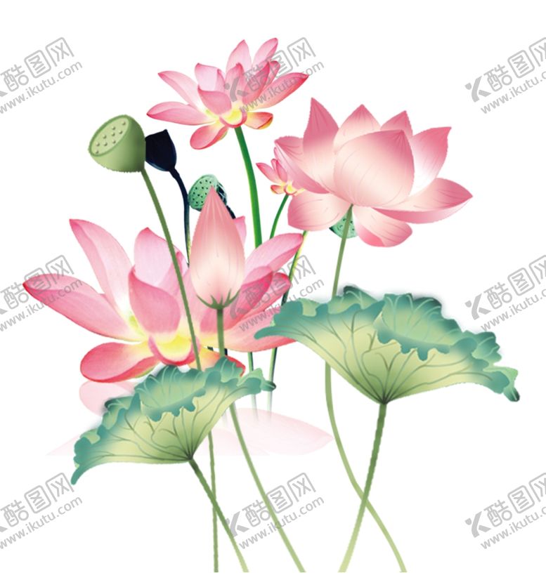 编号：47283311011750263951【酷图网】源文件下载-荷花