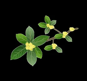 手绘桂花png免抠素材食品鸟香设计海报