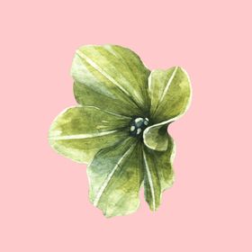 水彩植物