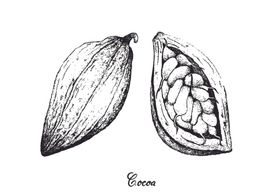 白描水果