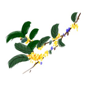 手绘桂花png免抠素材中秋卡通食品鸟