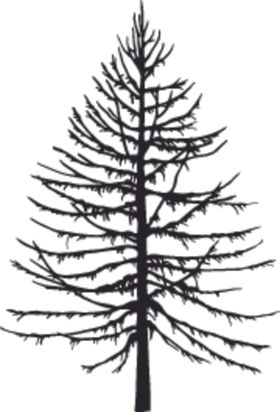 植物系列冬天树干