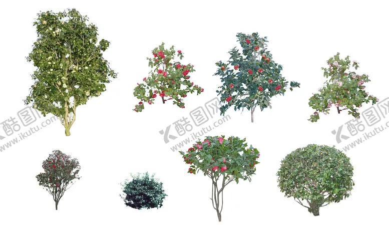 编号：24910809161459285307【酷图网】源文件下载-茶花ps素材贴图
