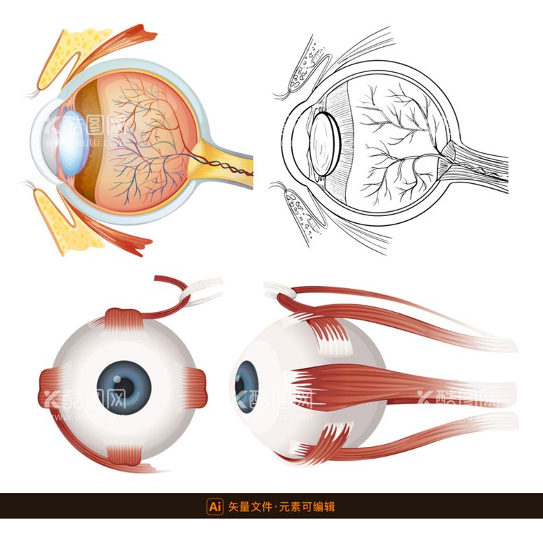 编号：69287309300842455784【酷图网】源文件下载-眼球生理结构插画