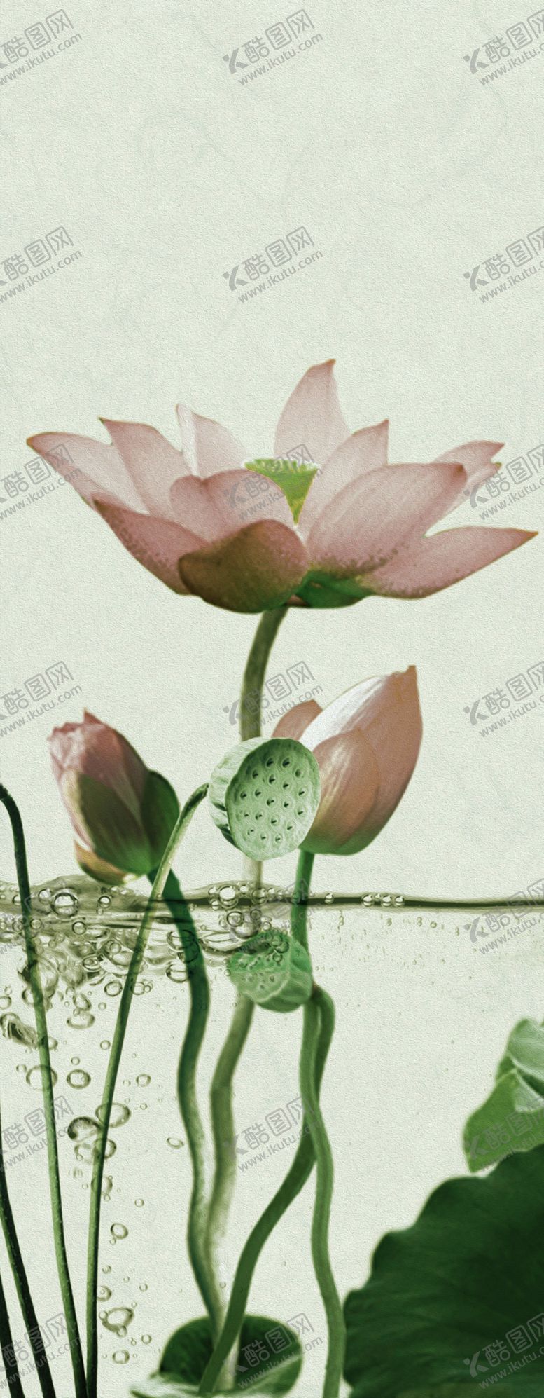编号：38527910011609128456【酷图网】源文件下载-荷花