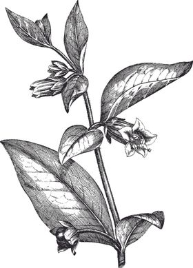 Ai矢量中草药素材