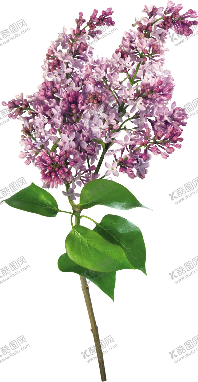 编号：38924510101614015518【酷图网】源文件下载-丁香花