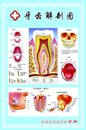 牙齿解剖图