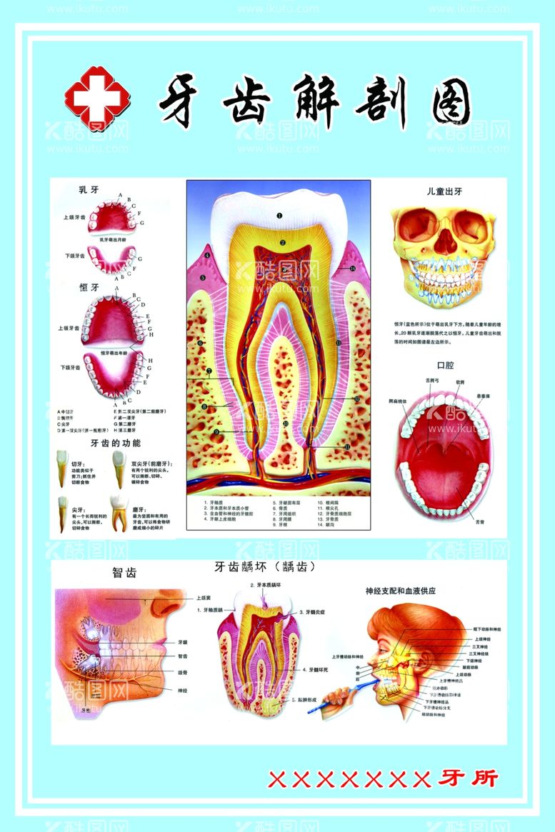 编号：39191803211612343385【酷图网】源文件下载-牙齿解剖图