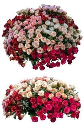 玫瑰花