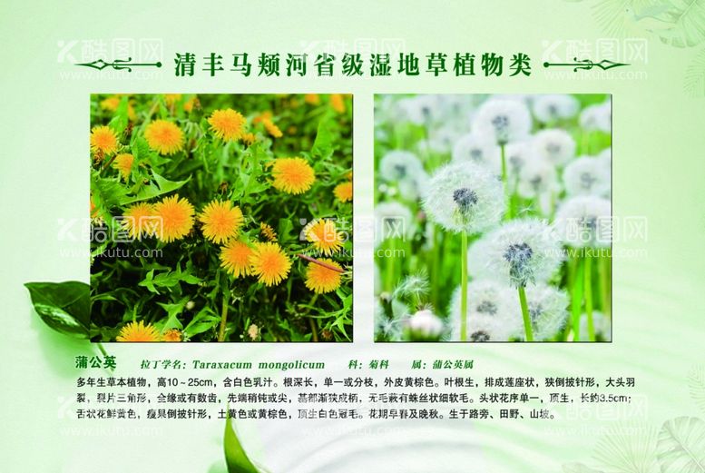 编号：17593912012038131314【酷图网】源文件下载-草植物 蒲公英