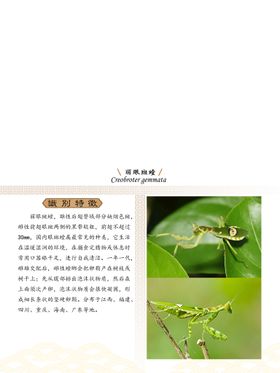 昆虫纲 螳螂科 丽眼斑螳